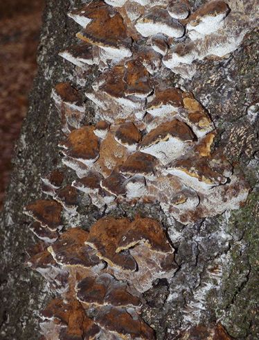 The silvery-white pore layer with slotted pores on birch in Billericay, UK.